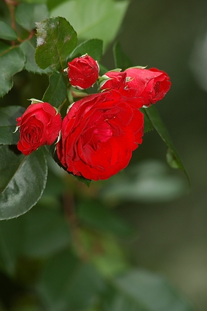 Rosen sagen mehr als Worte: Im Queen-Auguste-Victoria-Park blühen und durften unzählige Arten und Sorten