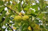 Baum-Wunder: Der Indianer-Baum Osagedorn trägt reife Früchte  im Queen-Auguste-Victoria-Park