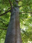 Forstwirtschaftliches Gutachten der ETH Zürich besagt: Mehr Bäume könnten das Weltklima retten!