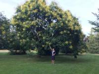 Frau Semmler unter dem Lampionbaum  „Koelreuteria paniculata“ im Queen-Auguste-Victoria-Park