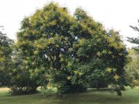 Der Lampionbaum  „Koelreuteria paniculata“ blüht jetzt im Queen-Auguste-Victoria-Park