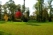 Die Blätter fallen im Queen-Auguste-Victoria-Park: Der noch junge Ahorn wird im Alter sein gewaltiges rotes Feuer zeigen