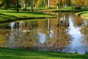 Die Bäume im Queen-Auguste-Victoria-Park im Spiegel des Wassers