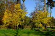 Zwei gelbe Akazien im Queen-Auguste-Victoria-Park