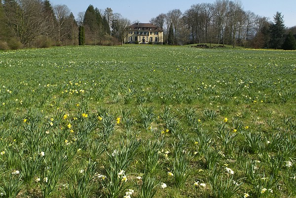Anfang der Osterglockenblüte im  Queen-Auguste-Victoria-Park.