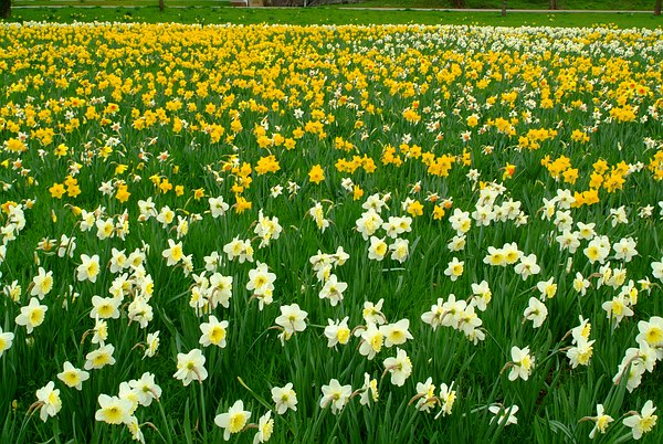Osterglockenwiese im Queen-Auguste-Victoria-Park mit 300.000 Narzissen