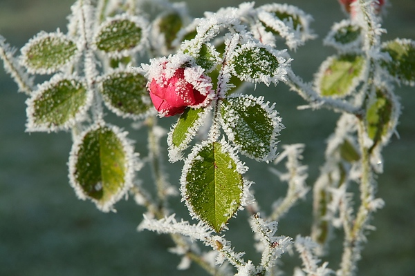 Winter im Fulwellpark: Es blüht eine Rose zur Weihnachtszeit
