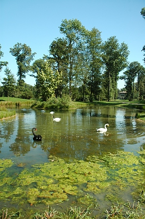 Das Rheintal war einst eine natürliche Auenlandschaft: Im Queen-Auguste-Victoria-Park ist sie wieder da