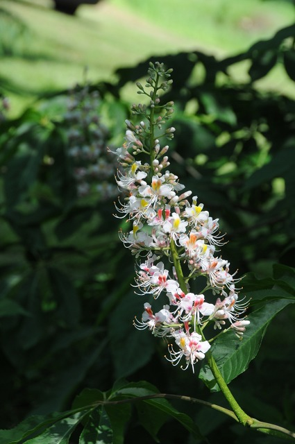Aesculus indica: Die indische Rosskastanie verzaubert mit ihrer schönen Blüte.