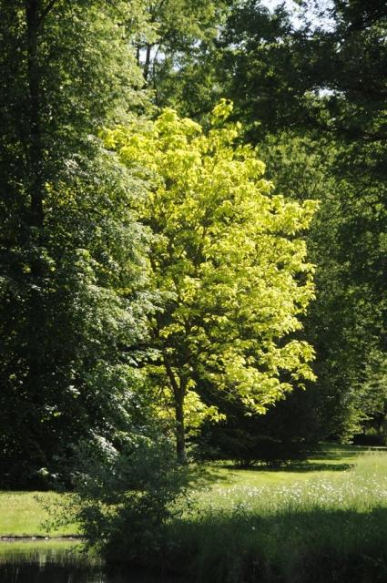 Gold-Bäume im Queen-Auguste-Victoria-Park