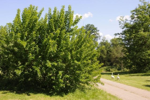 Osagedorn: Der Indianer-Baum Osagedorn trägt Früchte im Queen-Auguste-Victoria-Park