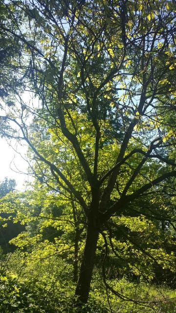Durchblick auf einen Gold-Baum im Queen-Auguste-Victoria-Park