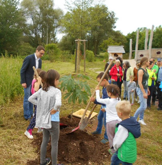 Bürgermeister Helmut Mursa pflanzt mit den Kindern in der March einen ganz besonderen Baum: Die Natur-Schönheit Aesuclus indica.
