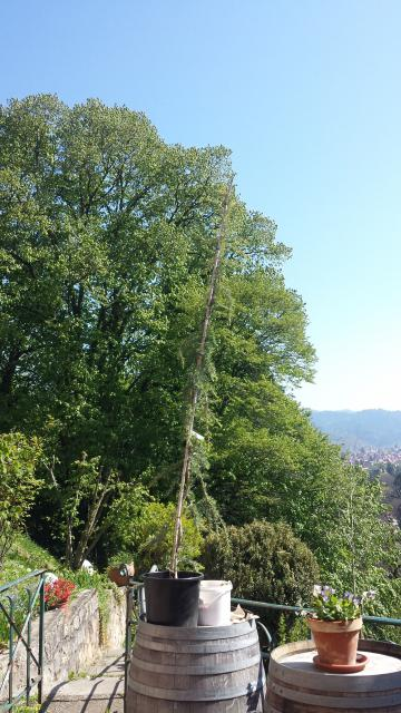 Diese junge Himalaya-Zeder wurde in den Garten des Schloss-Cafés auf dem Lorettoberg gepflanzt.