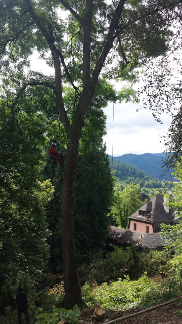 Eschenblick auf Günterstal: Unser Baumpfleger auf der alten Esche des Breisgauer Katholischer Relegionsfonds
