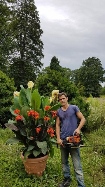 Antillen-Zauber aus der Karibik in Deutschlands Gärten: Indisches Blumenrohr Canna Indica