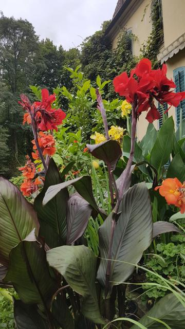 Variation der Canna indica -  Indisches Blumenrohr im Queen-Auguste-Victoria-Park