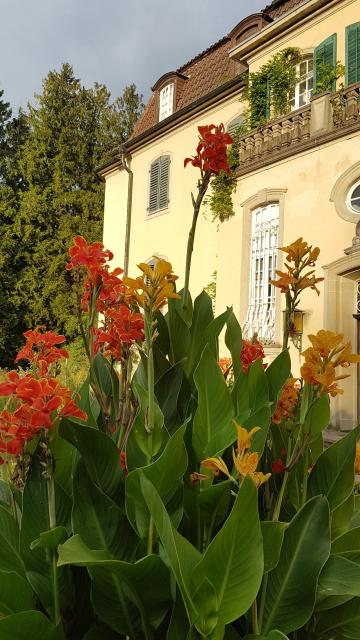 Canna indica: Das indische Blumenrohr bringt karibisches Sexappeal in jeden schönen Garten.