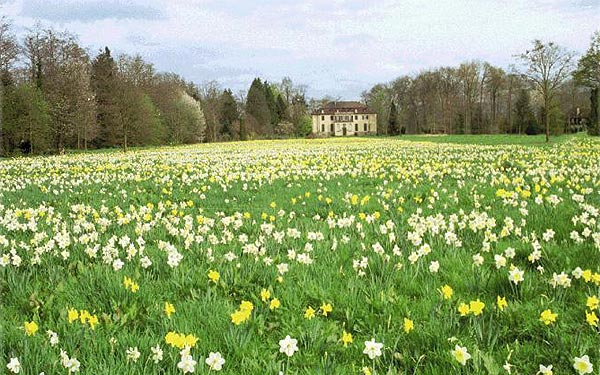 Frühling im Queen-Auguste-Victoria-Park: Auf der Schlosswiese blühen 300.000 Osterglocken