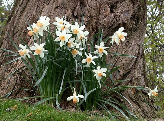 Im Schutze des alten Baumes kündigen Sie den Frühling an:  Die Osterglocken