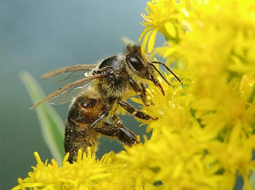 Kraft tanken: Die Bienen nehmen die erste Nahrung von den Frühlings-Blühern auf