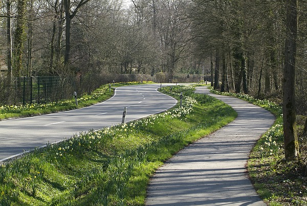 Die Zufahrt zum Queen-Auguste-Victoria-Park in Umkirch ist von blühenden Osterglocken umsäumt