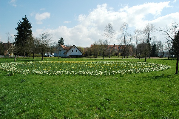 Osterglocken im Park vor der Schlossmühle:vom Queen-Auguste-Victoria-Park gestiftet