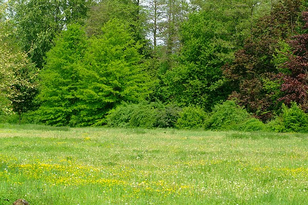 Queen-Auguste-Victoria-Park mit Schlosswiese im Frühling