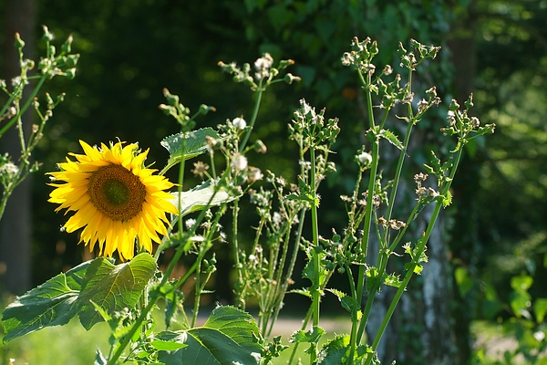 Sonnenblume und Distel sind wild aufgegangen und durften stehen bleiben: im Queen-Auguste-Victoria-Park