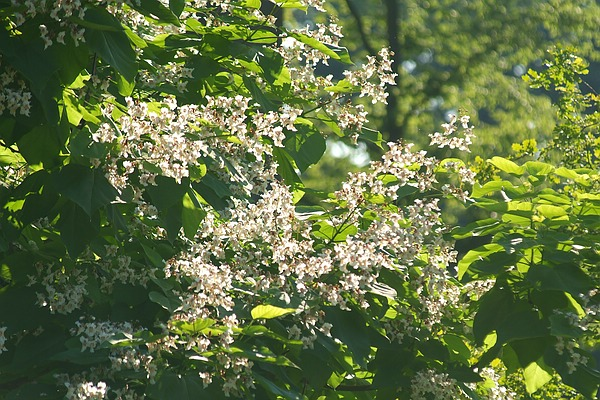 Catalpa-Blüte im Queen-Auguste-Victoria-Park
