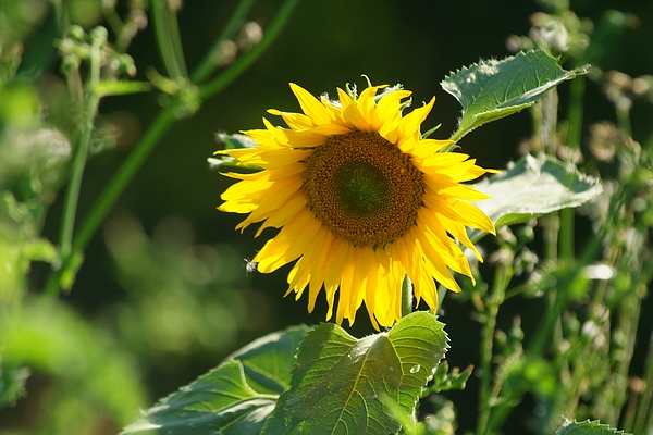 Die Sonne lachte und die Blume blühen im Queen-Auguste-Victoria-Park