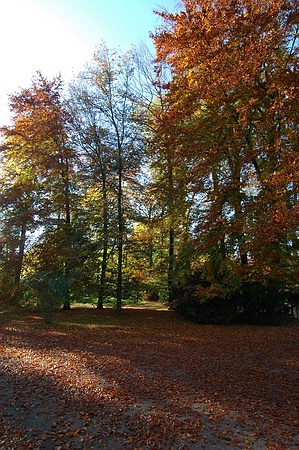 Blätterrausch im Queen-Auguste-Victoria-Park