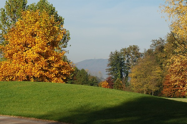 Landschaftsbild des Parkschöpfers:  Schöne Bäume säumen den Blick aus dem Queen-Auguste-Victoria-Park zum  Kaiserstuhl