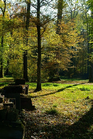 Waldcharakter im Queen-Auguste-Victoria-Park