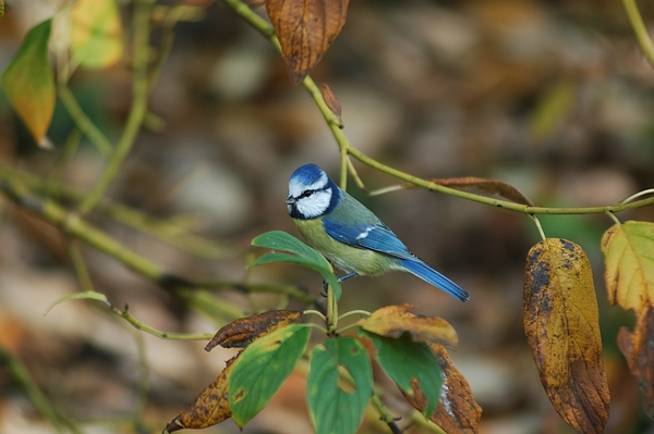 Natur pur ohne Dünge,- und Spritzmittel: Über 60 Vogel-Arten brüten im  Queen-Auguste-Victoria-Park.