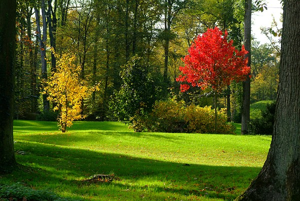 Gelb-Grün-Rot: Diese Farbspiel der Bäume im  Queen-Auguste-Victoria-Park. wird bestimmt friedlicher als das der Parteien