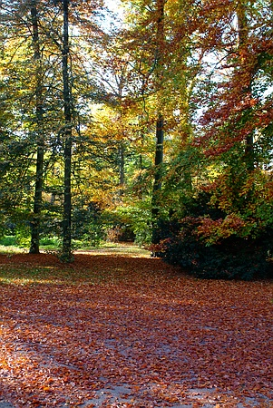 Die Blätter des Herbstes fallen im Queen-Auguste-Victoria-Park