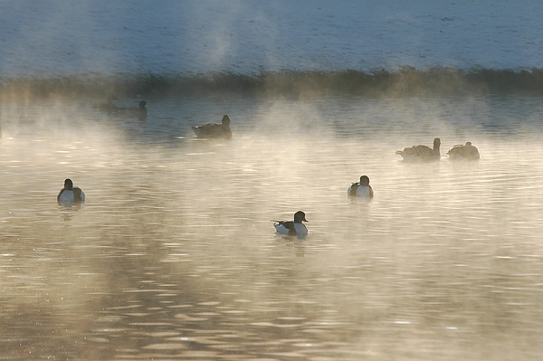 Im Nebel des Morgengrauens: Wildenten im Fulwellpark