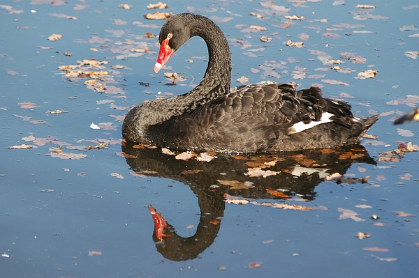 Der Schwarzschwan: Im Spiegel des Wassers im Queen-Auguste-Victoria-Park