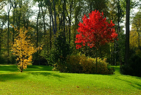 Herbstfärbung Queen-Auguste-Victoria-Park