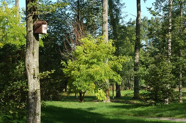 Urwald mit Bruthilfen im Queen-Auguste-Victoria-Park
