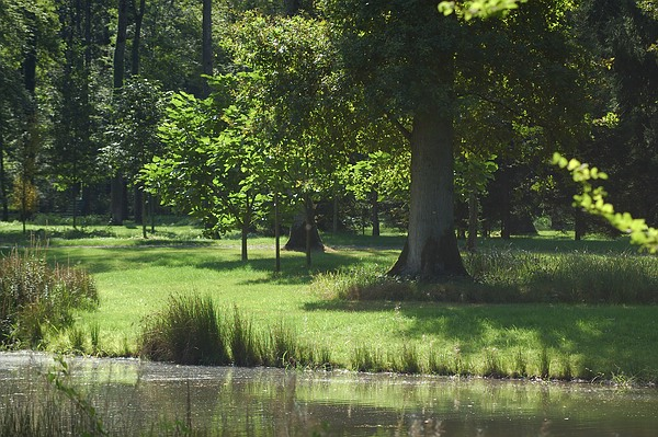 Natürlihes Ufer mit belassenen Binsen im Queen-Auguste-Victoria-Park