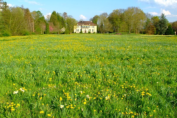 Der Frühling ist da: Osterglocken-Wiese im Queen-Auguste-Victoria-Park