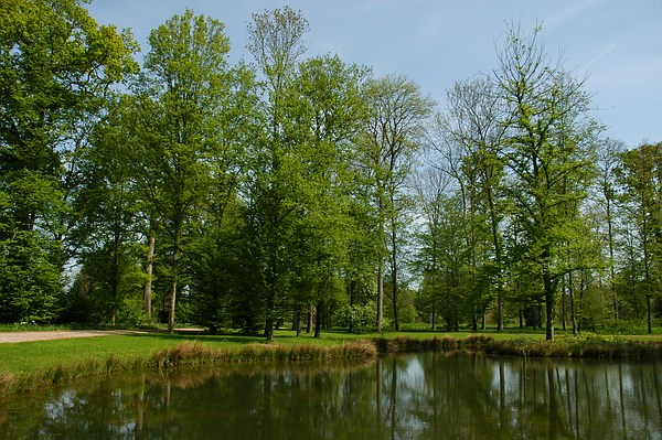 Queen-Auguste-Victoria-Park: die Baume im Spiegel des Wassers