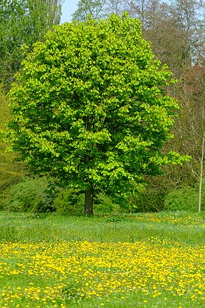 Der Mai ist gekommen und die Bäume schlagen aus. Schlosswiese im Queen-Auguste-Victoria-Park