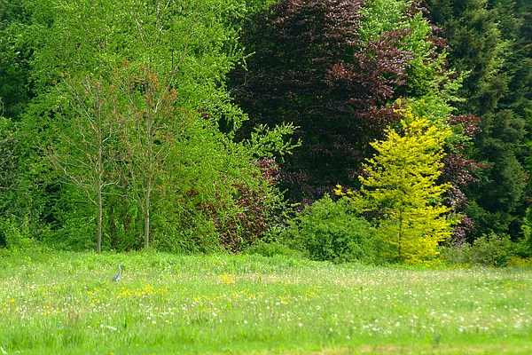 Farben des Frühlings im Queen-Auguste-Victoria-Park