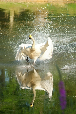 Queen-Auguste-Victoria-Park: Der Singschwan hat sich gewaschen und ein bezauberendes Foto geliefert