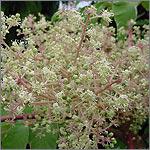 Aralia elata variegata fleurs