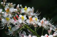 Baum-Blüten-Wundder: Die "Aesculus indica". Die indische Rosskastanie verzaubert mit ihrer schönen Blüte.