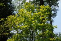 Gold-Bäume: Gold-Eiche (Quercus robur Concordia) im Queen-Auguste-Victoria-Park